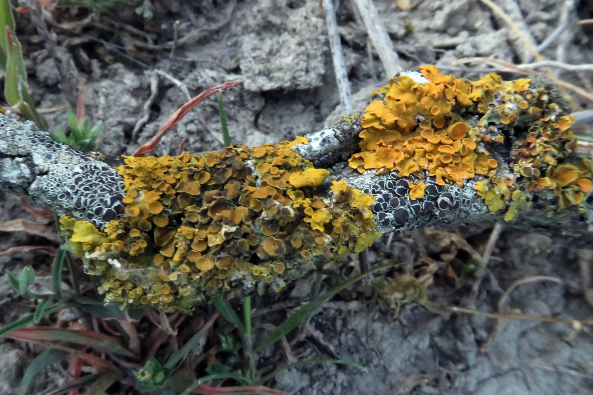 Lecanora horiza - 1 - IMG_3039